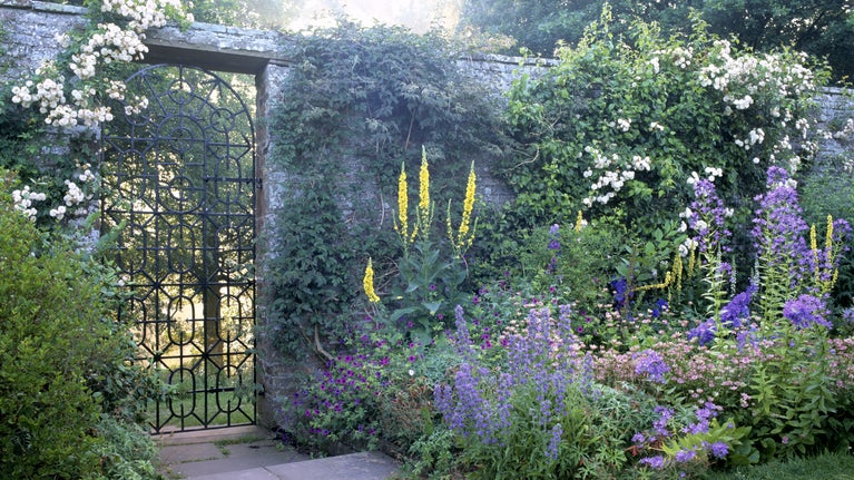 Wide herbaceous border and wrought iron gate in the garden at Acorn Bank. A climbing rose trails over the stone wall, and the border is filled with verbascums and mauve geraniums.